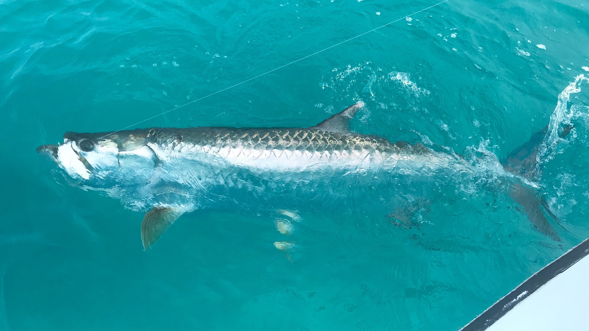 Rates Info Key West Flats Fishing With Capt Rick Mager On Flats Fever