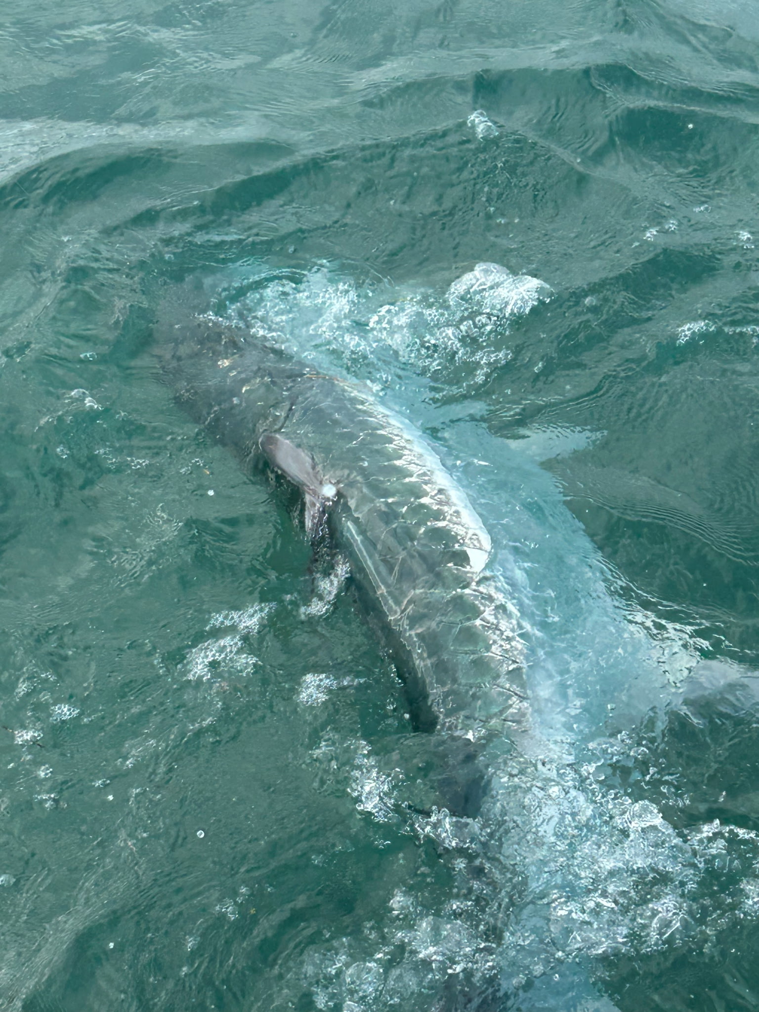key west tarpon fishing